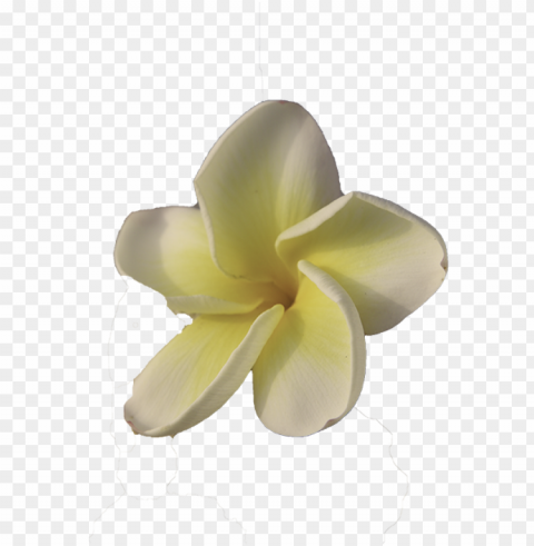 maui - frangipani PNG transparent icons for web design