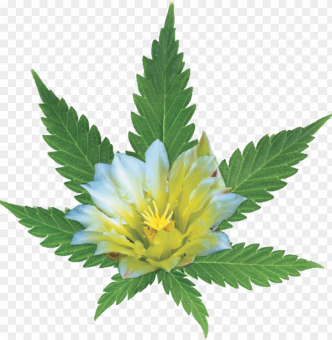 medical marijuana - marijuana leaf Transparent PNG Isolated Graphic Detail