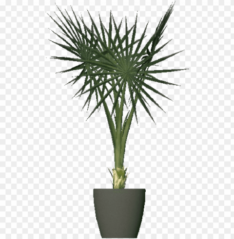 mediterranean dwarf palm - piante per dentro casa PNG transparency PNG transparent with Clear Background ID 2fbff9a8