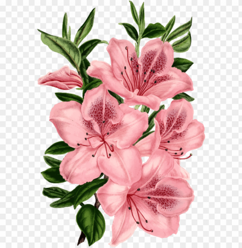 medium image - drawing of pink flowers PNG images with no background necessary