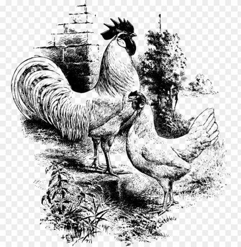 medium image - rooster hen chicken black drawings High-quality transparent PNG images PNG transparent with Clear Background ID ad4e77e7