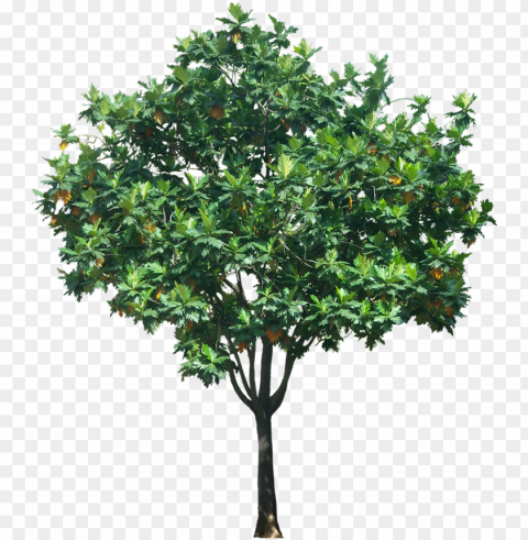 medium tree height - tree in elevation for photosho Transparent background PNG stockpile assortment