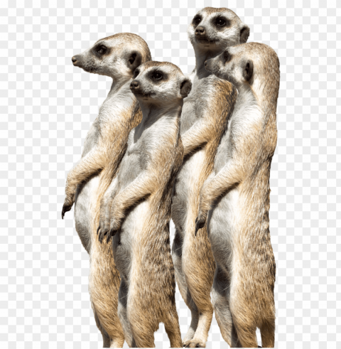 meerkat PNG graphics with clear alpha channel collection