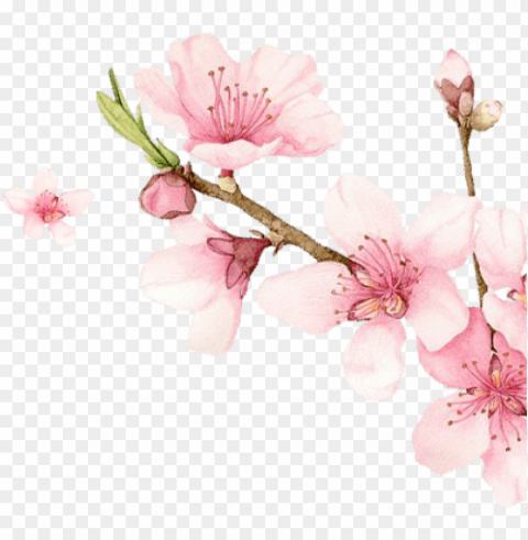 meiji indonesian pharmaceutical industries - sakura extract Transparent PNG graphics complete collection PNG transparent with Clear Background ID 2eb15bc2