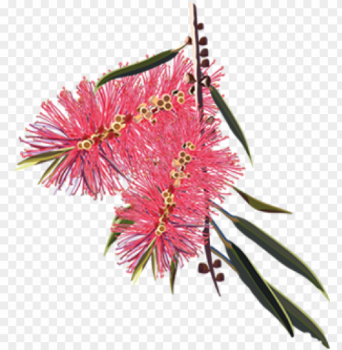 membership - bottle brush flower drawi PNG images no background