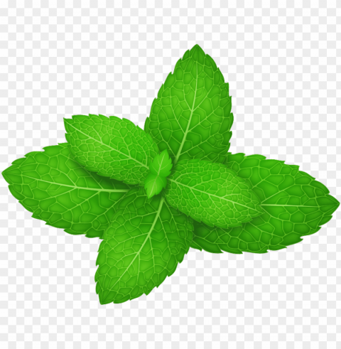 mentha spicata peppermint herb leaf - mint leaf vector PNG images without restrictions