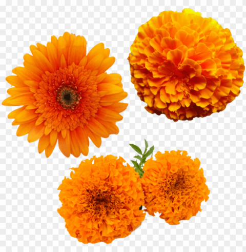 merigold flower transparent merigold flower yellow - zendu flower toran PNG for overlays