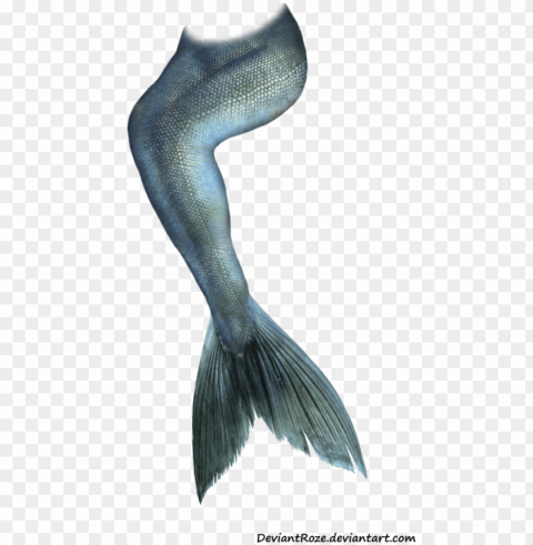 mermaid tail 05 updated by deviantroze on deviantart - mermaid tail photoshop overlay PNG Graphic Isolated on Clear Background