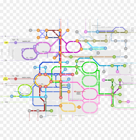 metro-style map of major metabolic pathways - metabolic metro ma High-quality transparent PNG images