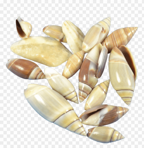 mexican olive craft seashell - mexican olive craft shells seashells 375-75 gallo Clear background PNG images bulk