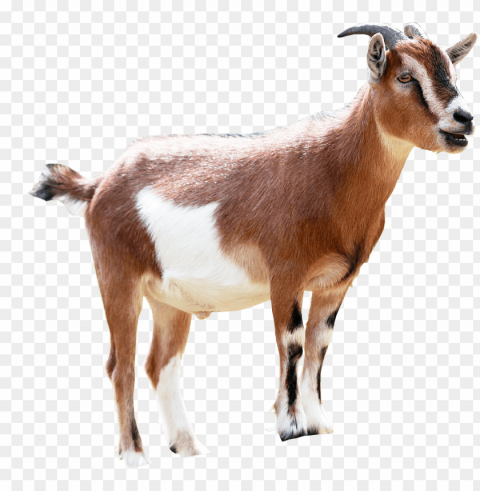 milking animal sales transprent - ethiopian goat PNG with transparent overlay