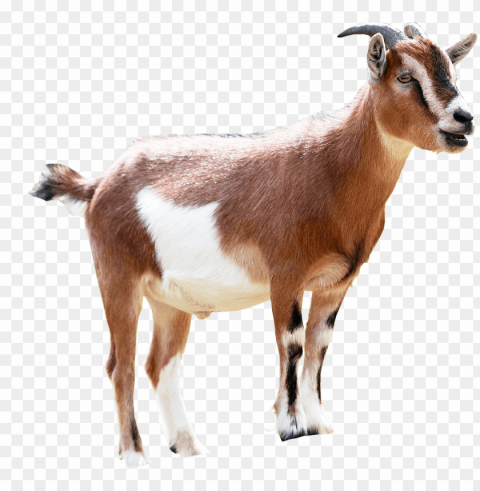 milking animal sales transprent - ethiopian goat PNG with transparent overlay PNG transparent with Clear Background ID fcc145bd