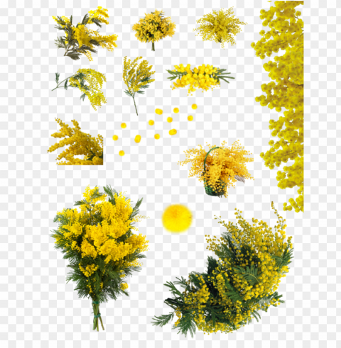 Mimosa Tree Isolated Graphic On Transparent PNG