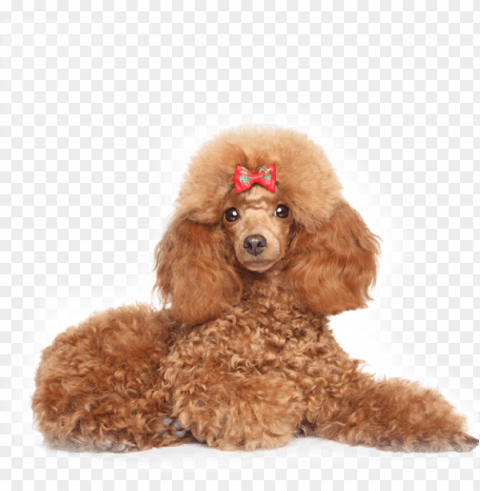 minature-poodle - toy poodles the ultimate toy poodle manual toy poodles PNG transparent images extensive collection
