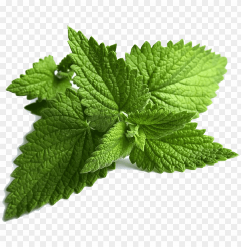 ming leaves - mint leaves Transparent PNG Isolated Object Design