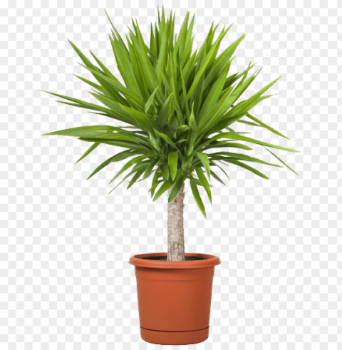 mini palm light compressor - yucca plant in pot PNG images with no background comprehensive set