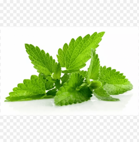 mint leaves Isolated Subject with Clear PNG Background