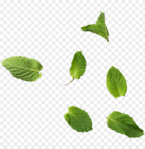 mint leaves - mint leaf Transparent PNG Isolated Illustration