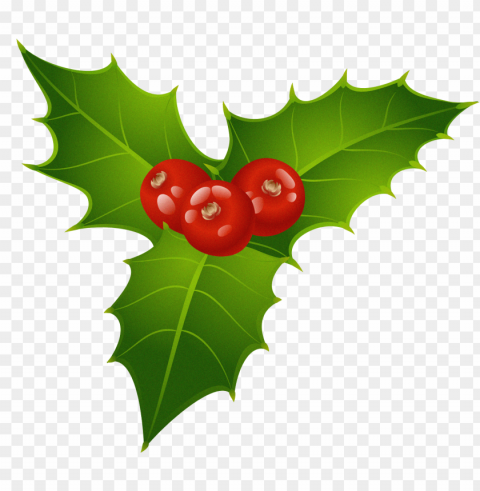 mistletoe PNG with Clear Isolation on Transparent Background