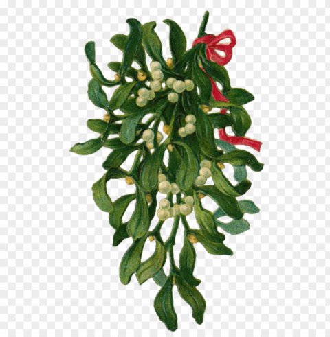 mistletoe PNG with isolated background