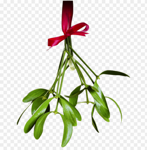 mistletoe PNG with Isolated Transparency images Background - image ID is cdcfd6f3