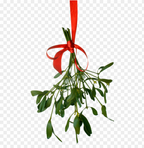 mistletoe PNG with no background required