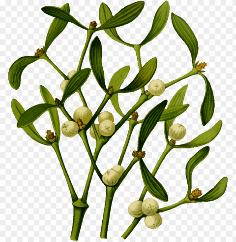mistletoe PNG with no bg images Background - image ID is 4ae31656