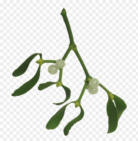 mistletoe PNG with Transparency and Isolation