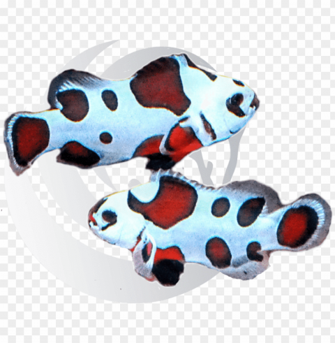mocha storm clown fish - clownfish Free download PNG images with alpha channel diversity