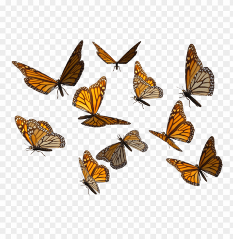 monarch butterfly Transparent Cutout PNG Graphic Isolation