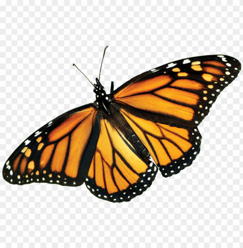 monarch butterfly picture - monarch butterfly PNG file without watermark