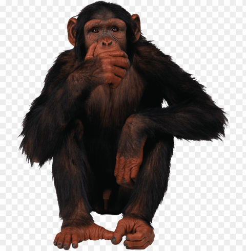 monkey Isolated Subject with Transparent PNG PNG transparent with Clear Background ID d67067b9