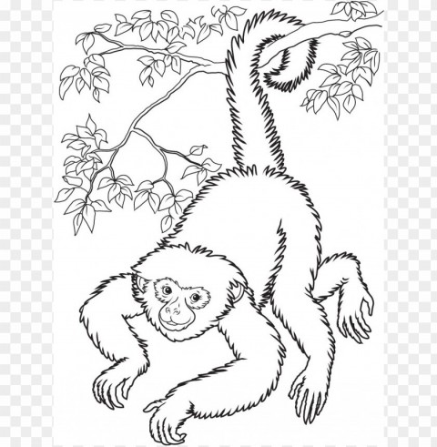 monkey coloring Isolated Graphic on HighQuality PNG PNG transparent with Clear Background ID b96252d1