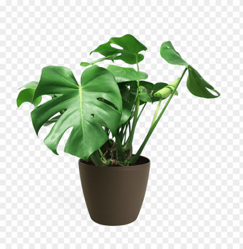 monstera deliciosa medium - house plant monstera transparent PNG graphics with clear alpha channel broad selection