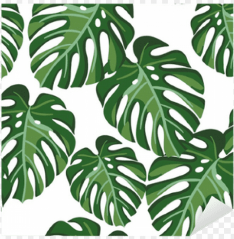 monstera palm leaves on the white background - monstera plant background Free download PNG with alpha channel PNG transparent with Clear Background ID 9e40c934