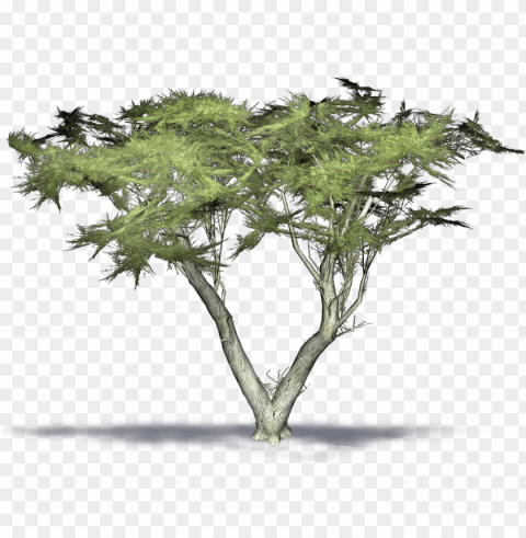 monterey cypress 3d model PNG Graphic Isolated on Clear Background Detail