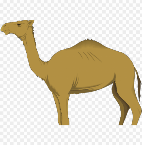 montessoir nomenclature cards - background camels clipart Transparent PNG images free download