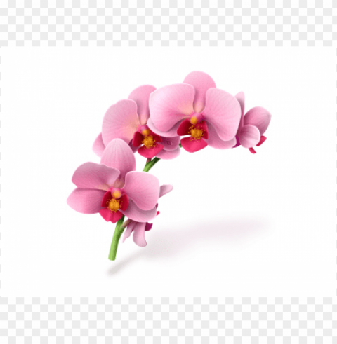 moon orchid High-resolution PNG