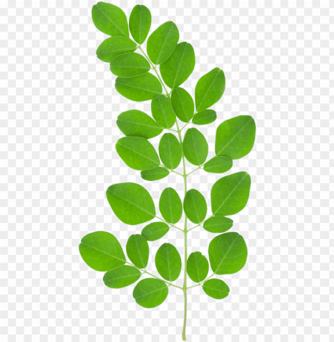 moringa leaf - au natural organics moringa oil 34 oz 100 ml PNG with transparent overlay