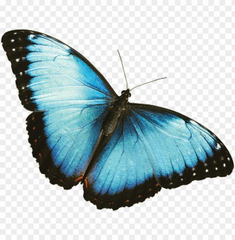 morpho azul - black and blue butterfly PNG with transparent background for free