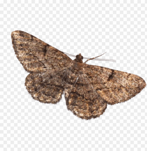 moth transparent picture - moth and lamp meme PNG pics with alpha channel
