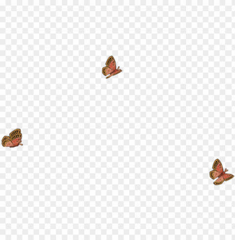 moth wings HighResolution Isolated PNG with Transparency