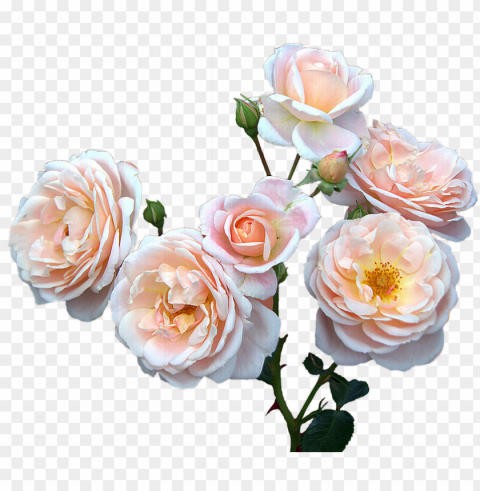 Mothers Day 24 Buy- Mothers Day Flowers HighQuality Transparent PNG Isolated Element Detail