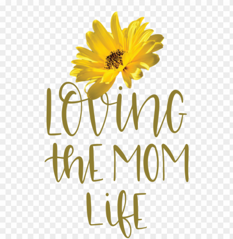 Mother's Day Chrysanthemum Sunflower seed Cut flowers for Love You Mom for Mothers Day PNG for online use