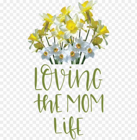 Mother's Day Wild daffodil Amaryllidaceae Tulip for Love You Mom for Mothers Day PNG Graphic with Clear Isolation