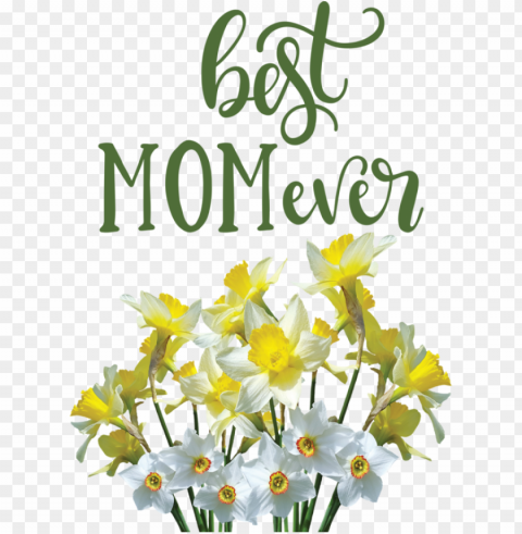 Mother's Day Wild daffodil Flower Floral design for Happy Mother's Day for Mothers Day PNG Graphic Isolated on Clear Backdrop