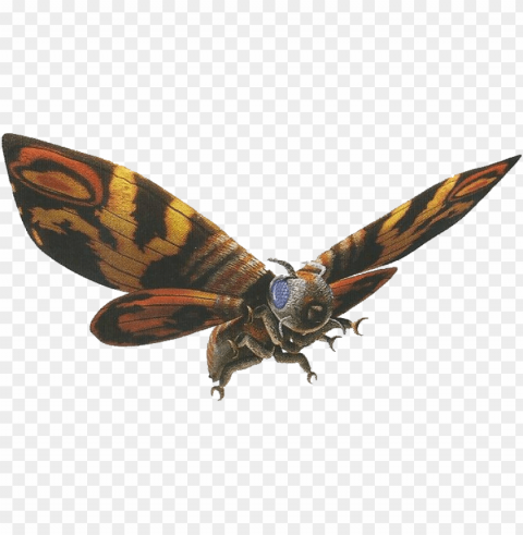 mothra PNG transparent photos vast collection