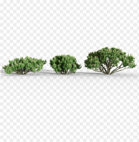 mountain pine - mexican pinyo Transparent PNG Isolated Graphic Detail