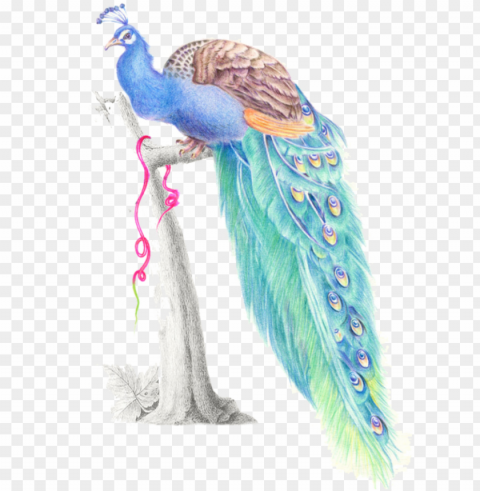 mq blue birds bird peacock watercolor - peafowl PNG graphics for free