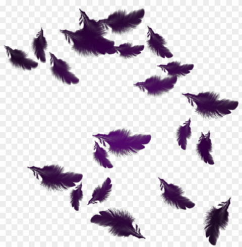 mq purple feather feathers floating - plumes Isolated Artwork in Transparent PNG Format